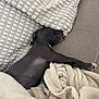 Anaya a rejoint le concours — aidez-le/la à gagner de superbes lots ! animal, blanket, comfort, couch, cozy, cute, dog, fur, home, indoor, napping, paw, pet, puppy, relaxed, resting, sleeping, soft, texture, tongue_out