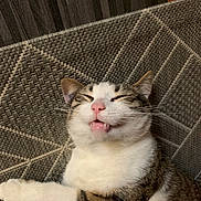 Tache a rejoint le concours — aidez-le/la à gagner de superbes lots ! animal, cat, closeup, cozy, cute, feline, fur, happy, indoor, patterned_rug, paw, pet, pink_nose, relaxed, resting, sleepy, smiling, tabby, whiskers, white_fur