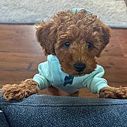 Oliver joined the competition — help win amazing prizes! animal, background_blur, brown_fur, couch, cozy, curly_fur, cute, dog, domestic, hoodie, indoor, looking_up, name_tag, paws, pet, puppy, soft_light, texture, wooden_floor, young_dog