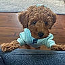 animal, background_blur, brown_fur, couch, cozy, curly_fur, cute, dog, domestic, hoodie, indoor, looking_up, name_tag, paws, pet, puppy, soft_light, texture, wooden_floor, young_dog