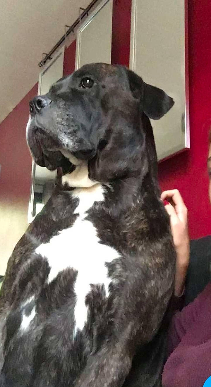 Hurikane a rejoint le concours — aidez-le/la à gagner de superbes lots ! alaunt, american_pit_bull_terrier, american_staffordshire_terrier, bandog, bully_kutta, cane_corso, canidae, carnivore, dog, dog_breed, fawn, mammal, molosser, non_sporting_group, perro_de_presa_canario, pit_bull, snout, sporting_group, staffordshire_bull_terrier, vertebrate