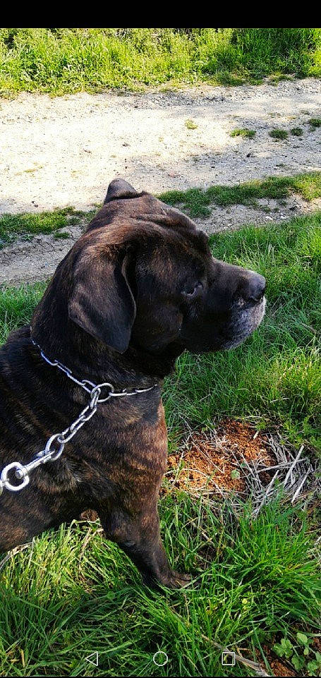 Hurikane participe au concours pour gagner de l'argent avec cette photo : alano_espanol, alaunt, bandog, boerboel, cane_corso, canidae, carnivore, dog, dog_breed, fawn, fila_brasileiro, guard_dog, mammal, molosser, perro_de_presa_canario, plott_hound, snout, sporting_group, vertebrate, working_dog