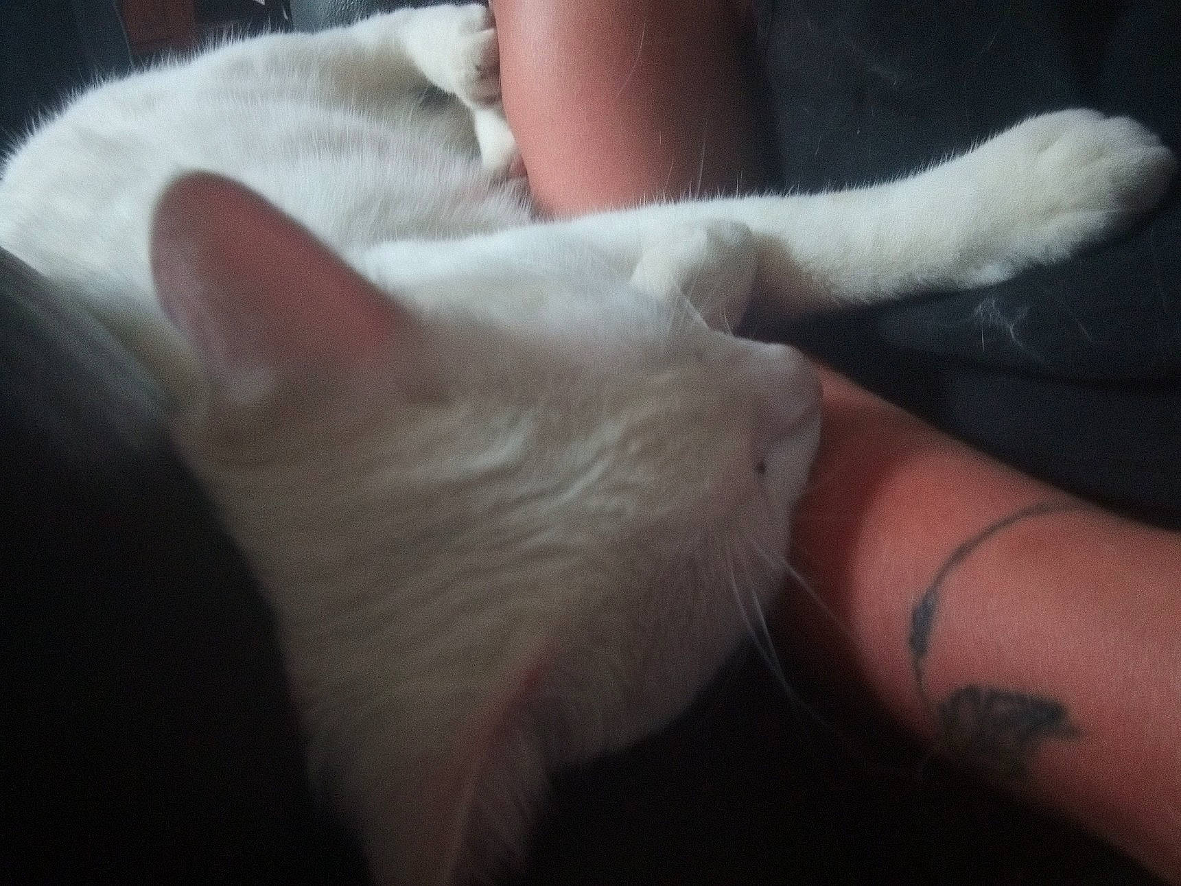 Ruby a rejoint le concours — aidez-le/la à gagner de superbes lots ! cat, claw, close_up, ear, felidae, finger, flesh, foot, hand, joint, leg, nail, paw, skin, tail, whiskers