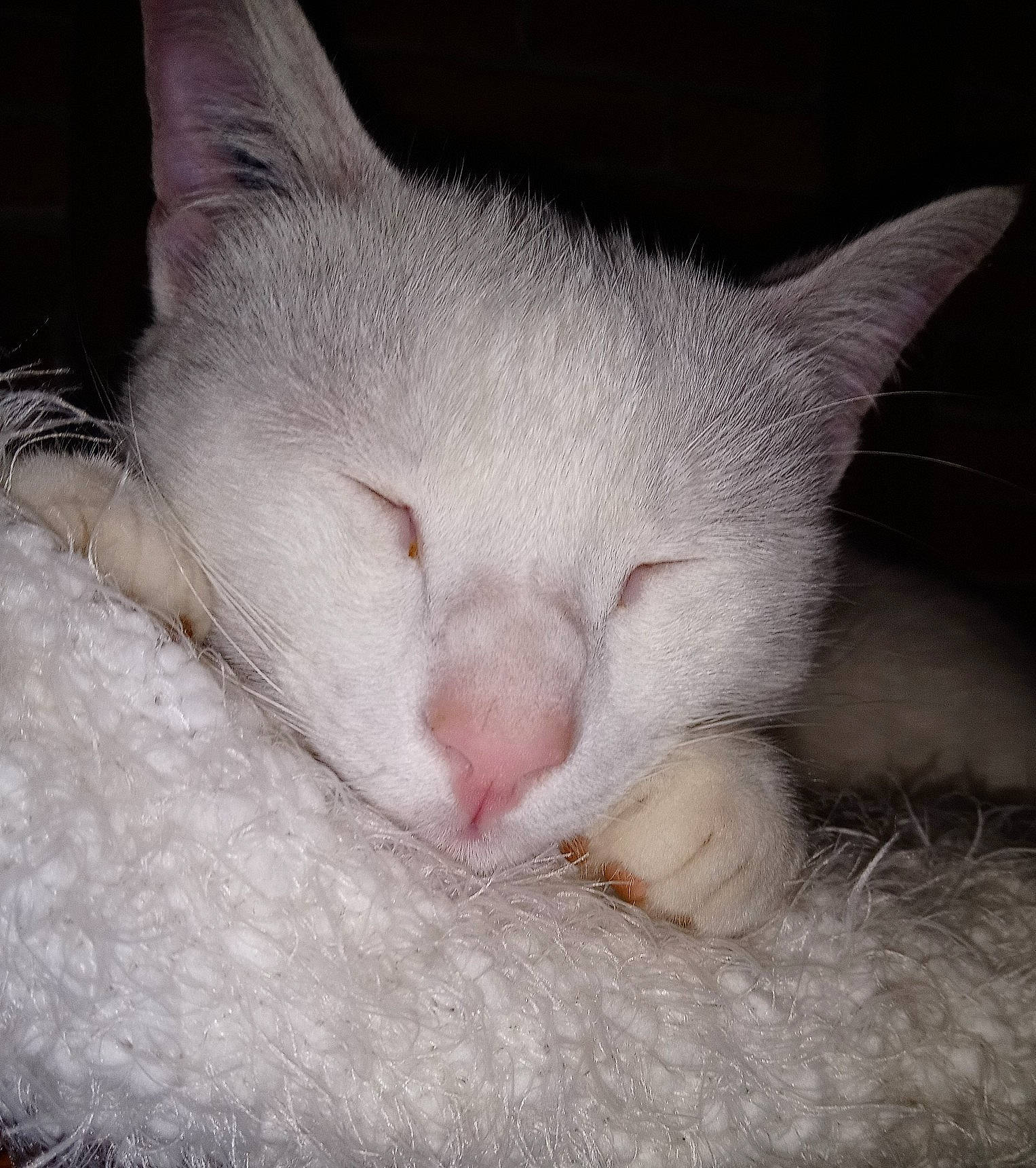 Ruby a rejoint le concours — aidez-le/la à gagner de superbes lots ! burmilla, carnivore, cat, close_up, colorpoint_shorthair, domestic_short_haired_cat, ear, eye, felidae, fur, khao_manee, kitten, mammal, nap, nose, sleep, small_to_medium_sized_cats, snout, turkish_angora, whiskers