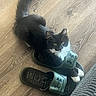 Baby Girl is registered to the contest to win money with this photo: cat, black_and_white, sandal, footwear, wooden_floor, indoor, pet, feline, curious, paw, whiskers, green, under_armour, relaxing, cozy, flooring, domestic_animal, cute, resting, animal