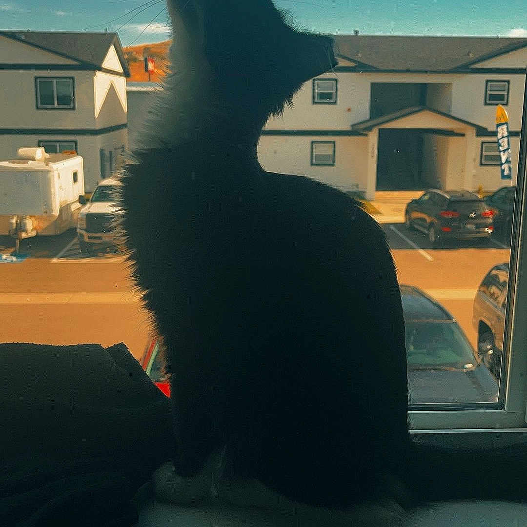 Baby Girl joined the competition — help win amazing prizes! cat, silhouette, windowsill, window, sky, suburban, houses, daylight, outdoor_view, pet, animal, whiskers, black_cat, quiet, still_life, sunlight, shadow, calm, domestic, feline