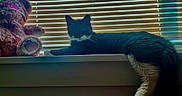 Baby Girl joined the competition — help win amazing prizes! cat, black_and_white_cat, windowsill, teddy_bear, stuffed_animal, tiara, princess, blinds, window, sunlight, indoor, pet, relaxed, feline, animal, fur, whiskers, paw, cozy, shadow