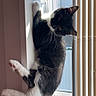 Baby Girl joined the competition — help win amazing prizes! cat, black_and_white, windowsill, venus_flytrap, plant, sunlight, indoor, pet, blinds, fur, relaxed, whiskers, tail, window, daylight, curious, animal, domestic, cozy, resting