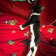 Baby Girl joined the competition — help win amazing prizes! cat, black_and_white_cat, sleeping, red_blanket, dog_illustrations, green_pillow, cozy, indoor, pet, feline, relaxed, whiskers, fur, holiday_theme, plush, animal, resting, cute, domestic_cat, soft_texture