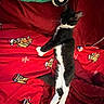 cat, black_and_white_cat, sleeping, red_blanket, dog_illustrations, green_pillow, cozy, indoor, pet, feline, relaxed, whiskers, fur, holiday_theme, plush, animal, resting, cute, domestic_cat, soft_texture