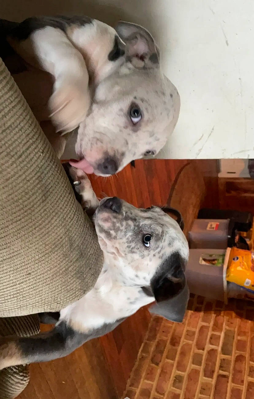 Aspen And Dublin joined the competition — help win amazing prizes! canidae, carnivore, comfort, companion_dog, dog, dog_breed, fawn, grey, non_sporting_group, pet_supply, snout, sporting_group, terrestrial_animal, working_animal