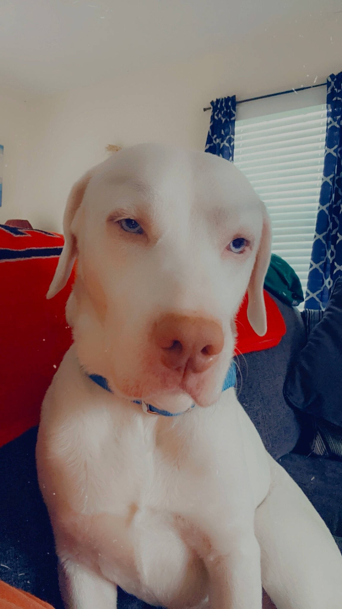 Hucko joined the competition — help win amazing prizes! carnivore, chest, collar, companion_dog, curtain, dog, dog_breed, ear, fawn, fur, nose, plush, snout, sporting_group, stuffed_toy, tail, toy, whiskers, window_blind, working_animal