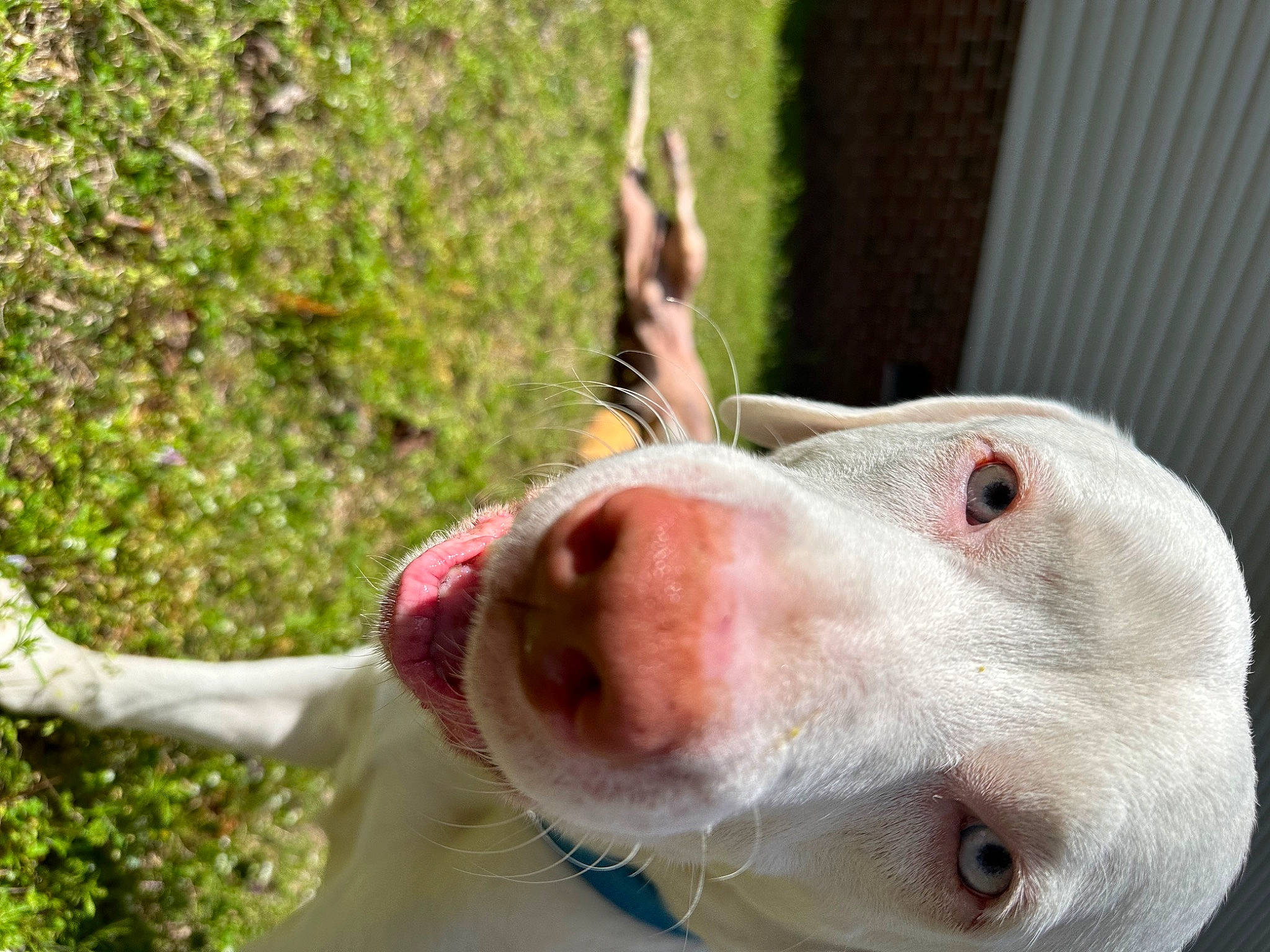 Hucko is registered to the contest to win money with this photo: canidae, carnivore, collar, companion_dog, dog, dog_breed, dog_collar, ear, fawn, fur, grass, jaw, non_sporting_group, pet_supply, plant, sporting_group, tail, terrestrial_animal, whiskers, working_animal