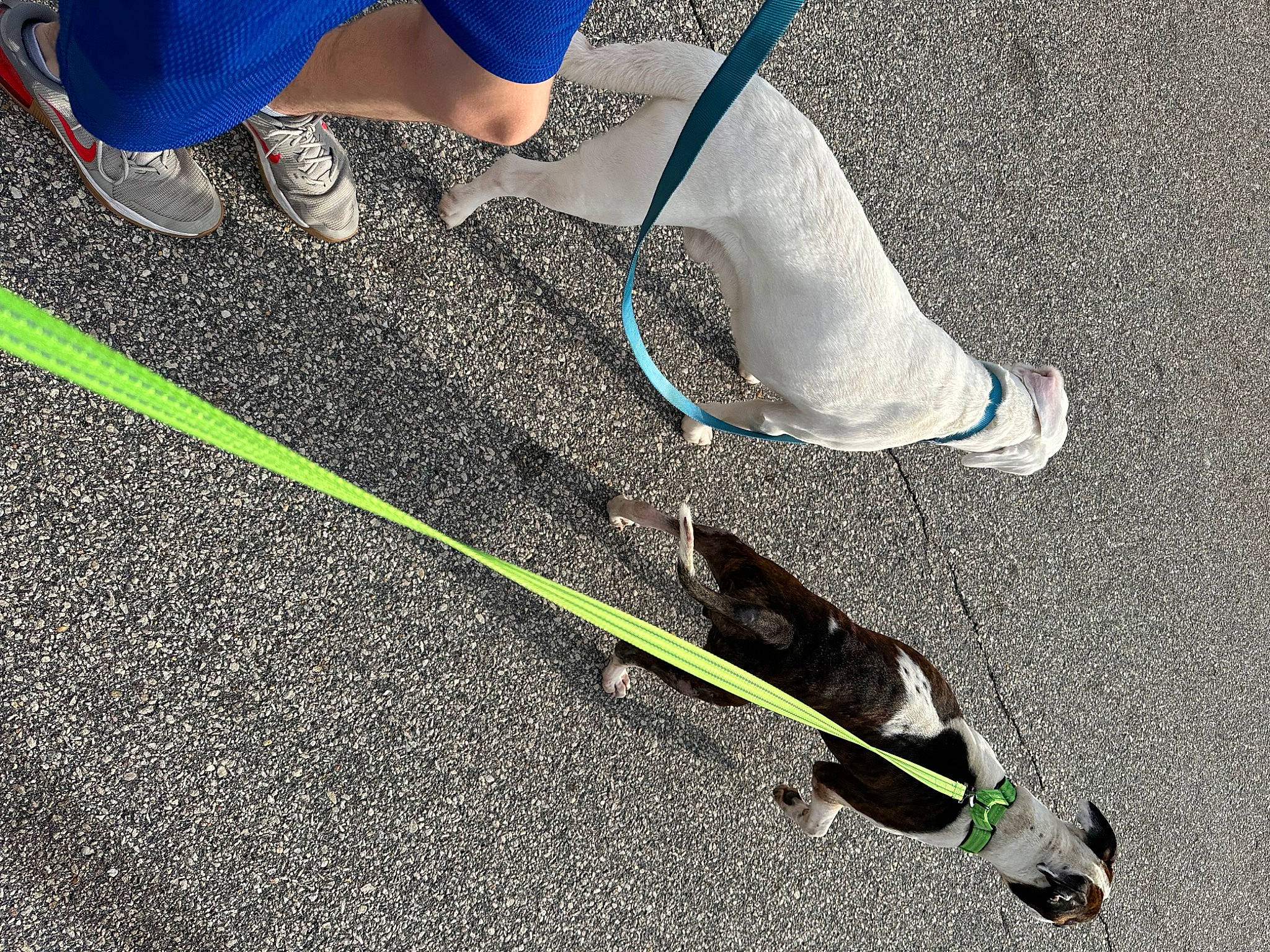 Hucko joined the competition — help win amazing prizes! asphalt, blue, electric_blue, flooring, foot, footwear, grass, human_leg, knee, leash, leg, line, road_surface, shoe, sidewalk, sneakers, tar, thigh, walking_shoe, yellow