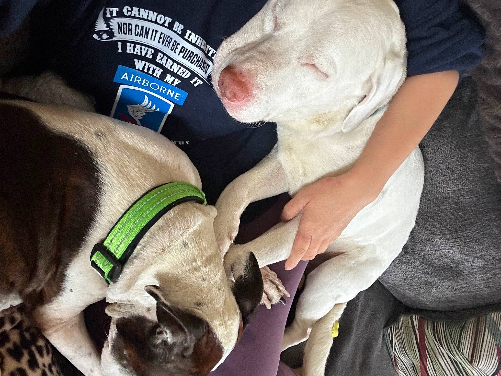 Hucko is registered to the contest to win money with this photo: canidae, carnivore, collar, comfort, companion_dog, dog, dog_breed, dog_clothes, dog_collar, dog_supply, fawn, fur, leash, non_sporting_group, personal_protective_equipment, pet_supply, snout, sporting_group, toy_dog, working_animal