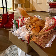 Tiger joined the competition — help win amazing prizes! cat, orange_cat, cardboard_box, tissue_paper, indoor, floor, rug, cat_tree, red_boots, door, stack, clothes, holiday, festive, curious, pet, fur, tail, cozy, home