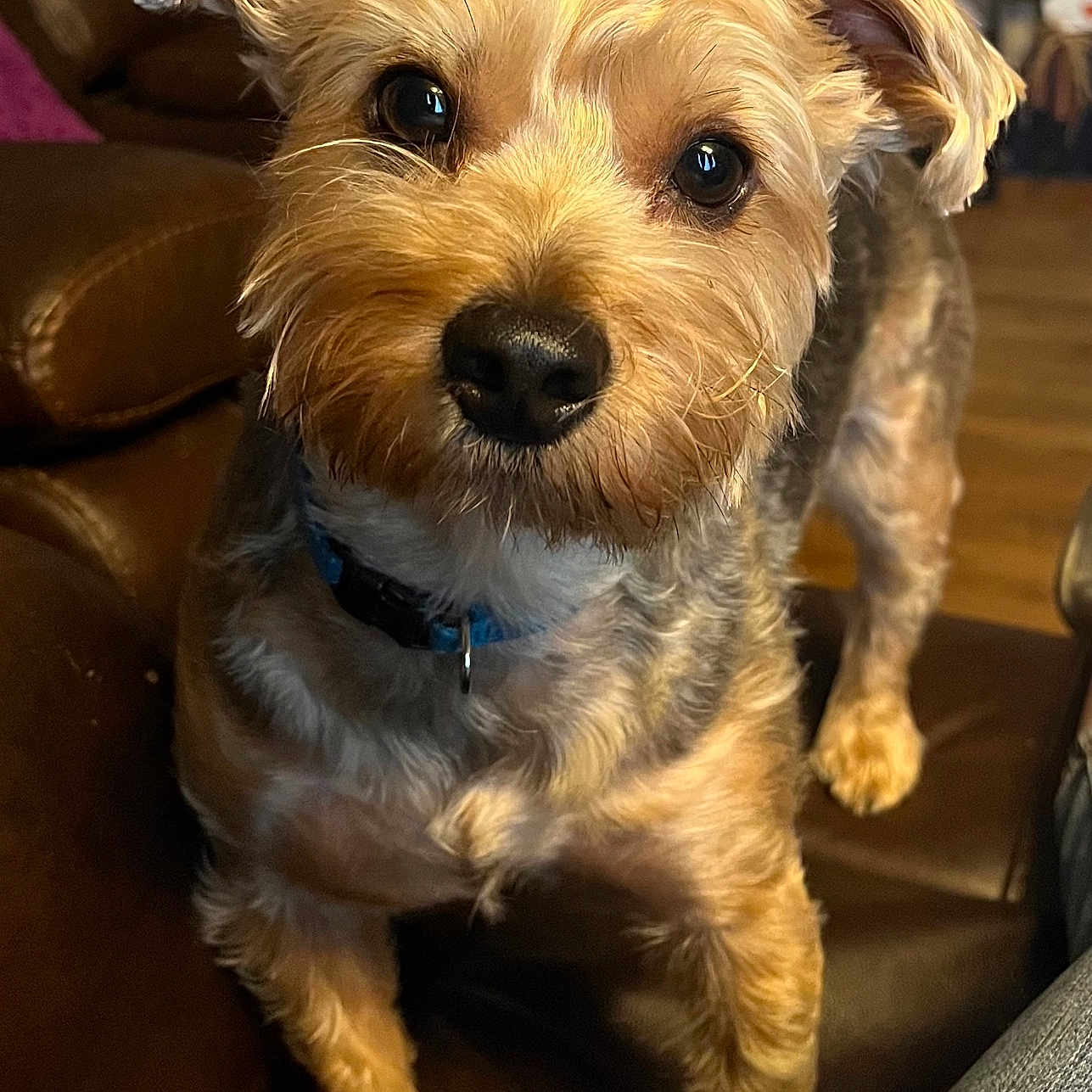 Donna Sanderson is registered to the contest to win money with this photo: animal, brown, canine, collar, companion, couch, curious, cute, dog, domestic, ears, eyes, floor, fur, indoor, leather, mammal, pet, small_dog, wooden_floor