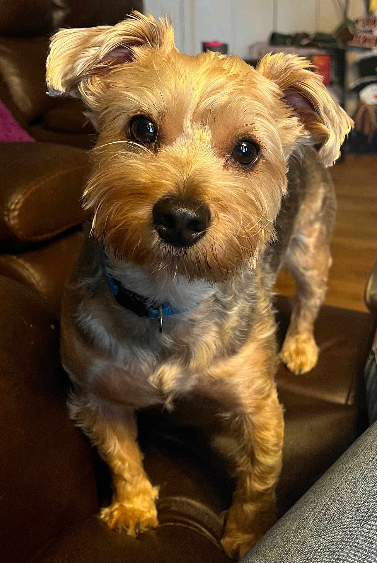 Donna Sanderson is registered to the contest to win money with this photo: dog, pet, indoor, couch, leather, brown, fur, ears, eyes, collar, floor, wooden_floor, curious, canine, animal, small_dog, mammal, companion, domestic, cute
