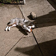 Gracie is registered to the contest to win money with this photo: puppy, dog, playing, toy, ball, concrete, outdoor, shadow, grass, crack, fence, pet, cute, young, animal, sunlight, resting, lying_down, fun, daytime