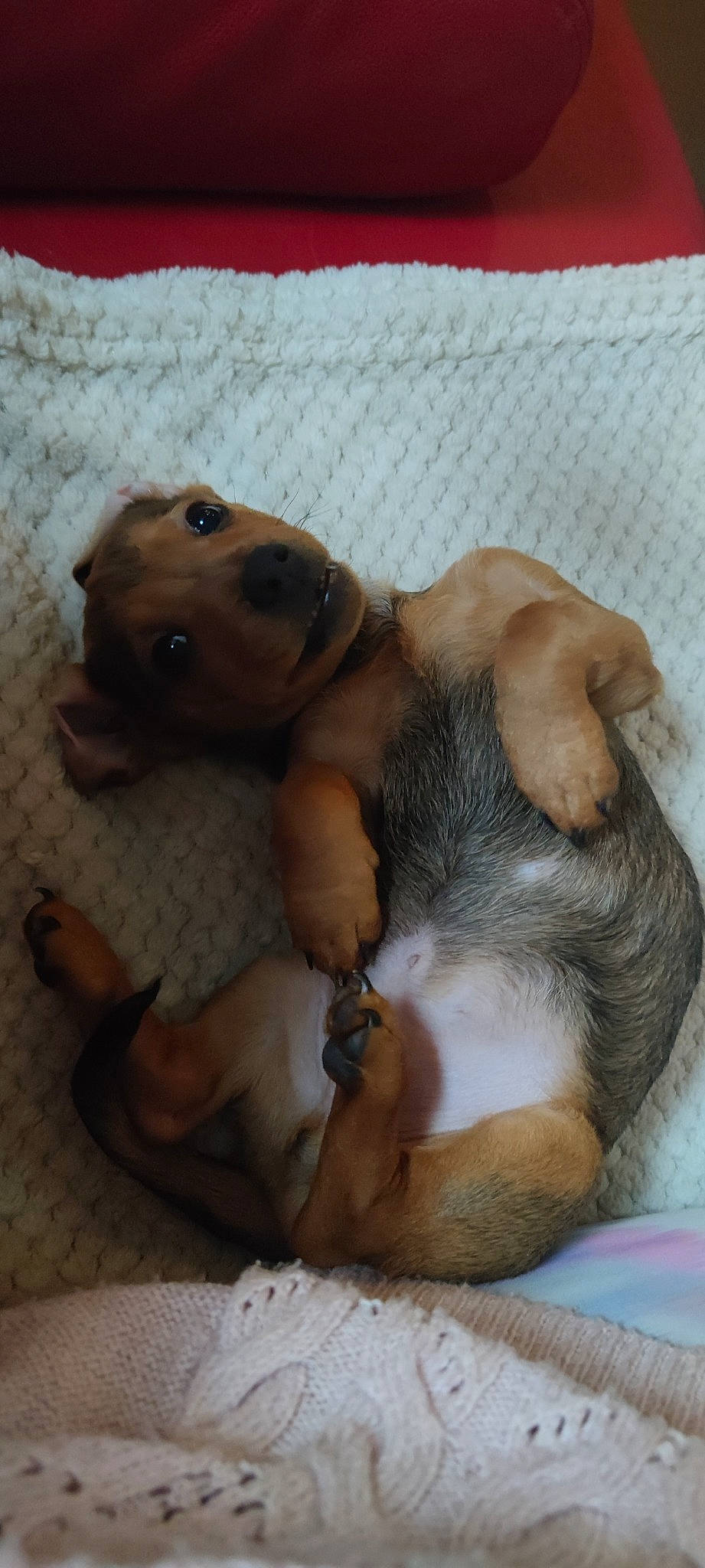 Simba participe au concours pour gagner de l'argent avec cette photo : canidae, carnivore, comfort, companion_dog, dog, dog_bed, dog_breed, ear, fawn, hound, liver, non_sporting_group, paw, puppy, snout, sporting_group, tail, terrestrial_animal, whiskers, working_animal