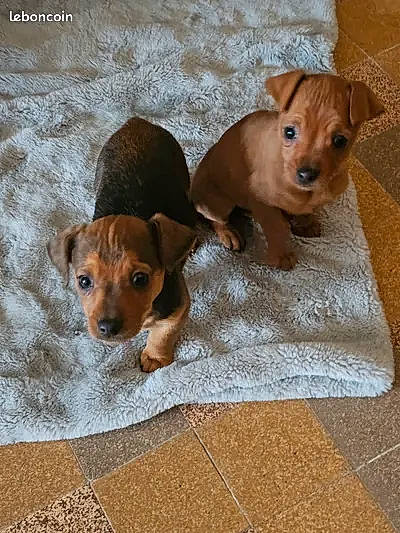 Simba a rejoint le concours — aidez-le/la à gagner de superbes lots ! brown, canidae, carnivore, comfort, companion_dog, dog, dog_breed, dog_supply, fawn, flooring, liver, pet_supply, snout, sporting_group, tail, terrestrial_animal, toy_dog, whiskers, wood, working_animal