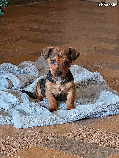 Simba a rejoint le concours — aidez-le/la à gagner de superbes lots ! canidae, carnivore, companion_dog, dog, dog_breed, fawn, liver, paw, pet_supply, puppy, snout, sporting_group, street_dog, terrestrial_animal, toy_dog, working_animal