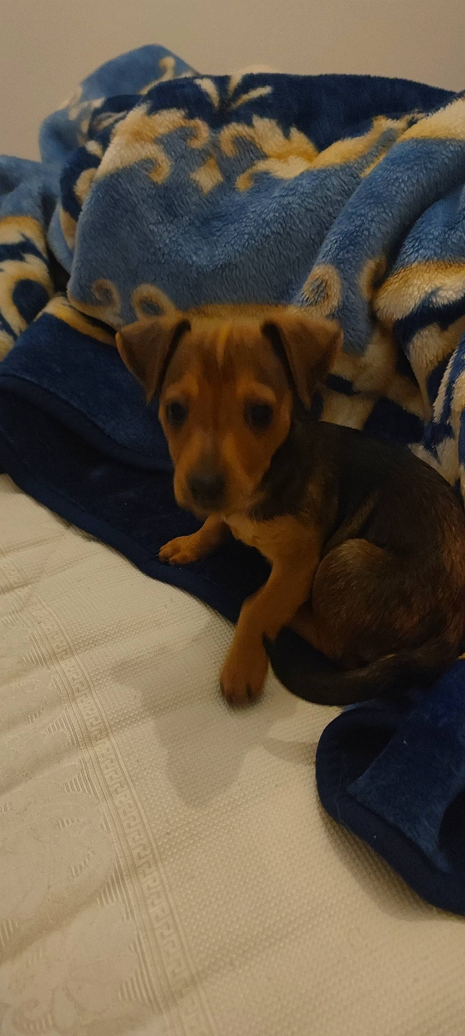 Simba participe au concours pour gagner de l'argent avec cette photo : canidae, carnivore, comfort, companion_dog, dog, dog_breed, dog_supply, fur, guard_dog, linens, non_sporting_group, paw, puppy, tail, terrestrial_animal, toy_dog, whiskers, wood, working_animal