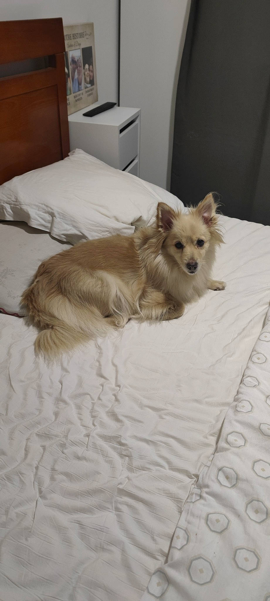 Laya a rejoint le concours — aidez-le/la à gagner de superbes lots ! bed, carnivore, comfort, companion_dog, dog, dog_breed, dog_supply, fawn, felidae, fur, linens, liver, paw, small_terrier, sporting_group, tail, terrestrial_animal, toy_dog, whiskers, working_animal