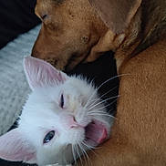 Bela participe au concours pour gagner de l'argent avec cette photo : dog, cat, kitten, sleeping, yawning, close_up, cozy, blanket, brown_dog, white_cat, pet, animal, resting, fur, whiskers, indoors, companion, cute, friendship, warm