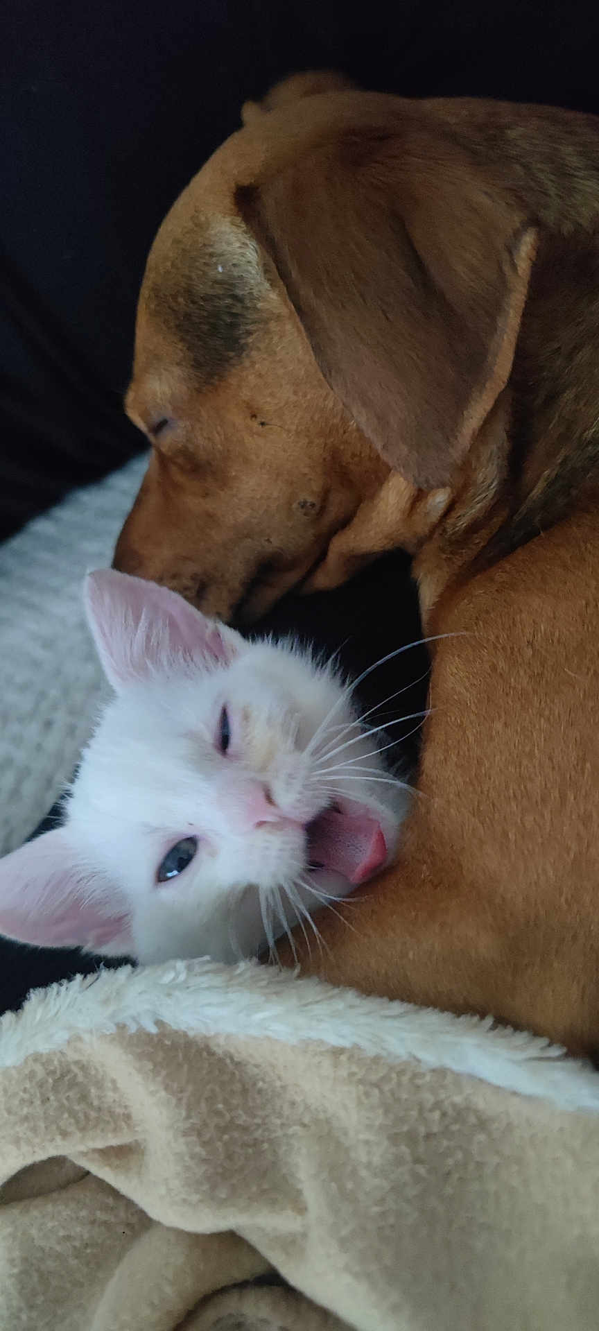 Bela participe au concours pour gagner de l'argent avec cette photo : dog, cat, kitten, sleeping, yawning, close_up, cozy, blanket, brown_dog, white_cat, pet, animal, resting, fur, whiskers, indoors, companion, cute, friendship, warm