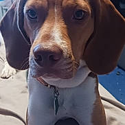 Space is registered to the contest to win money with this photo: dog, beagle, pet, indoor, bed, brown, white, collar, curious, animal, canine, ears, face, lying_down, furniture, blanket, domestic, portrait, closeup, home