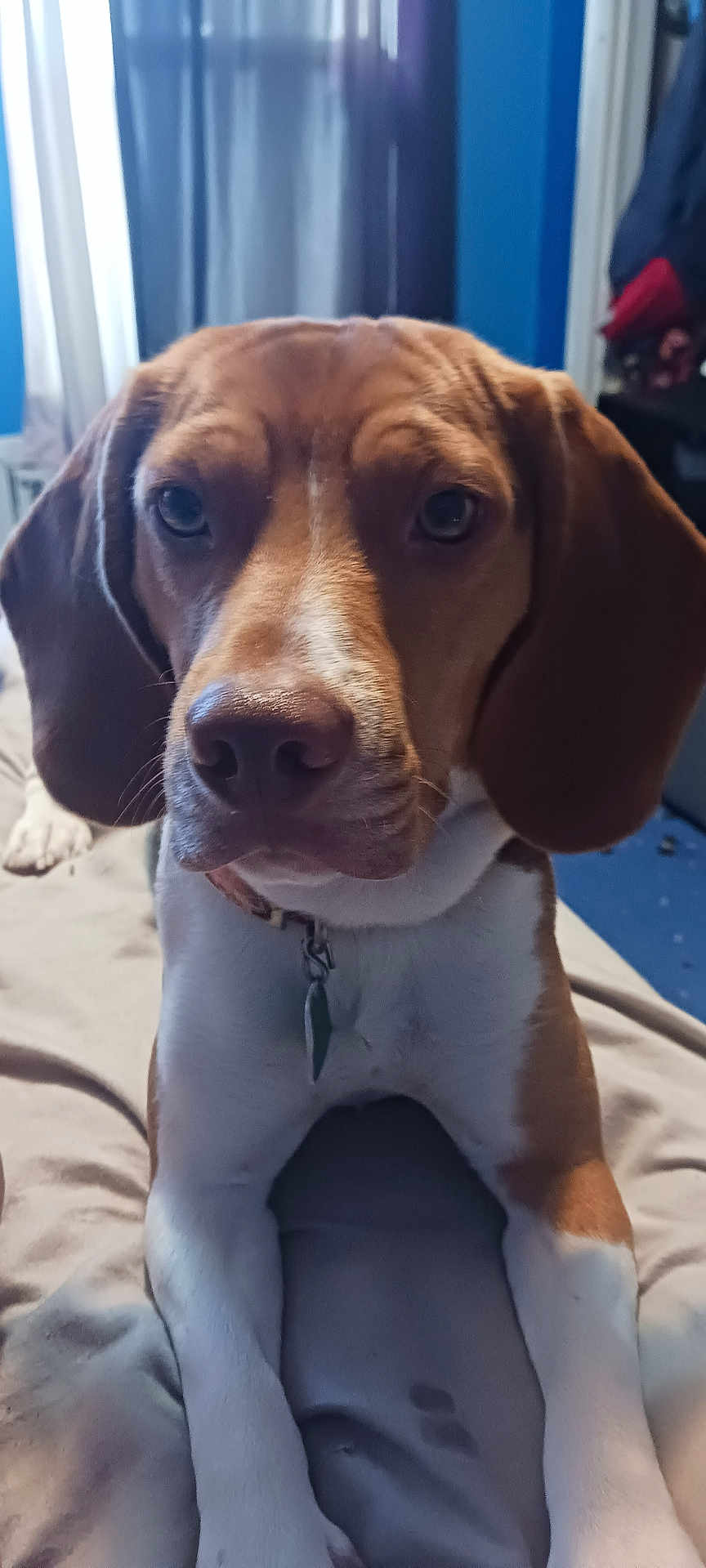 Space is registered to the contest to win money with this photo: dog, beagle, pet, indoor, bed, brown, white, collar, curious, animal, canine, ears, face, lying_down, furniture, blanket, domestic, portrait, closeup, home