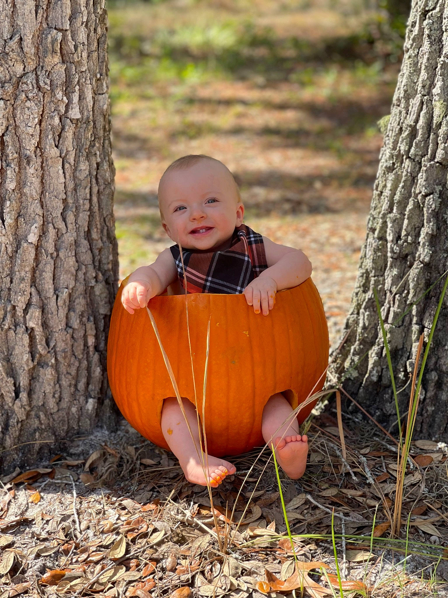 Spencer is registered to the contest to win money with this photo: baby, deciduous, dress, eye, face, forest, fruit, grass, happy, head, joy, people_in_nature, person, plant, pumpkin, smile, toddler, tree, trunk, winter_squash