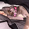 dog, puppy, sleeping, lying_down, stretched, paw, pink_harness, blanket, bed, bedroom, indoor, pet, short_hair, brown_coat, white_chest, relaxed, nap, cozy, smartphone, flash_photography