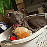 dog, puppy, gray_dog, pet, animal, face, eyes, collar, pink_collar, sitting, lying_down, laundry_basket, basket, stuffed_toys, plush_toy, indoor, houseplant, home, wood_floor, portrait