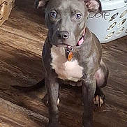 Kookie-Mama joined the competition — help win amazing prizes! dog, puppy, gray_dog, sitting, portrait, indoors, wooden_floor, pink_collar, dog_tag, white_chest, floppy_ears, short_hair, pet, canine, laundry_basket, blanket, home, front_view, serious_expression, cute