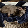Kookie-Mama joined the competition — help win amazing prizes! dog, gray_dog, pet, sleeping, lying_down, blanket, navy_blanket, pink_collar, animal_face, eyes, ears, nose, indoor, home, cozy, rug, wooden_floor, pet_bowls, lamp, portrait