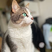 Ptit Prout a rejoint le concours — aidez-le/la à gagner de superbes lots ! cat, green_eyes, fur, portrait, indoor, close_up, whiskers, pet, animal, focused, seated, feline, looking_away, domestic_cat, soft_light, blurry_background, cute, mammal, side_view, calm