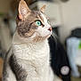 cat, green_eyes, fur, portrait, indoor, close_up, whiskers, pet, animal, focused, seated, feline, looking_away, domestic_cat, soft_light, blurry_background, cute, mammal, side_view, calm