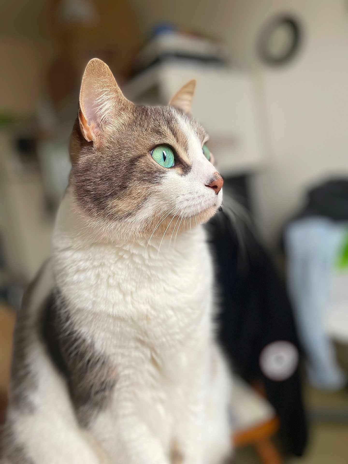 Ptit Prout a rejoint le concours — aidez-le/la à gagner de superbes lots ! cat, green_eyes, fur, portrait, indoor, close_up, whiskers, pet, animal, focused, seated, feline, looking_away, domestic_cat, soft_light, blurry_background, cute, mammal, side_view, calm