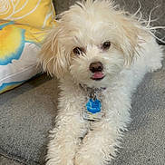 Millie is registered to the contest to win money with this photo: collar, couch, cute, dog, dog_tag, eyes, fluffy, front_paws, fur, home, indoor, pet, pillow, portrait, puppy, relaxed, sofa, tongue_out, white_dog, yellow_pillow