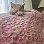animal, blanket, cat, closeup, comfort, cozy, curtains, fur, home, indoor, kitten, lamp, leopard_print, paws, pet, pink, quiet, resting, sleeping, soft_texture