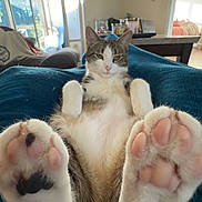 Sanford joined the competition — help win amazing prizes! cat, paw, pet, animal, indoor, relaxed, feline, fur, cute, cozy, blanket, home, sunlight, window, living_room, tabby, whiskers, pink_paw_pads, resting, domestic_cat