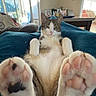 cat, paw, pet, animal, indoor, relaxed, feline, fur, cute, cozy, blanket, home, sunlight, window, living_room, tabby, whiskers, pink_paw_pads, resting, domestic_cat