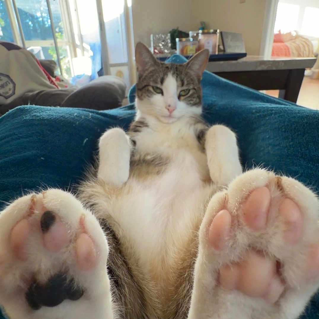 Sanford joined the competition — help win amazing prizes! cat, paw, pet, animal, indoor, relaxed, feline, fur, cute, cozy, blanket, home, sunlight, window, living_room, tabby, whiskers, pink_paw_pads, resting, domestic_cat