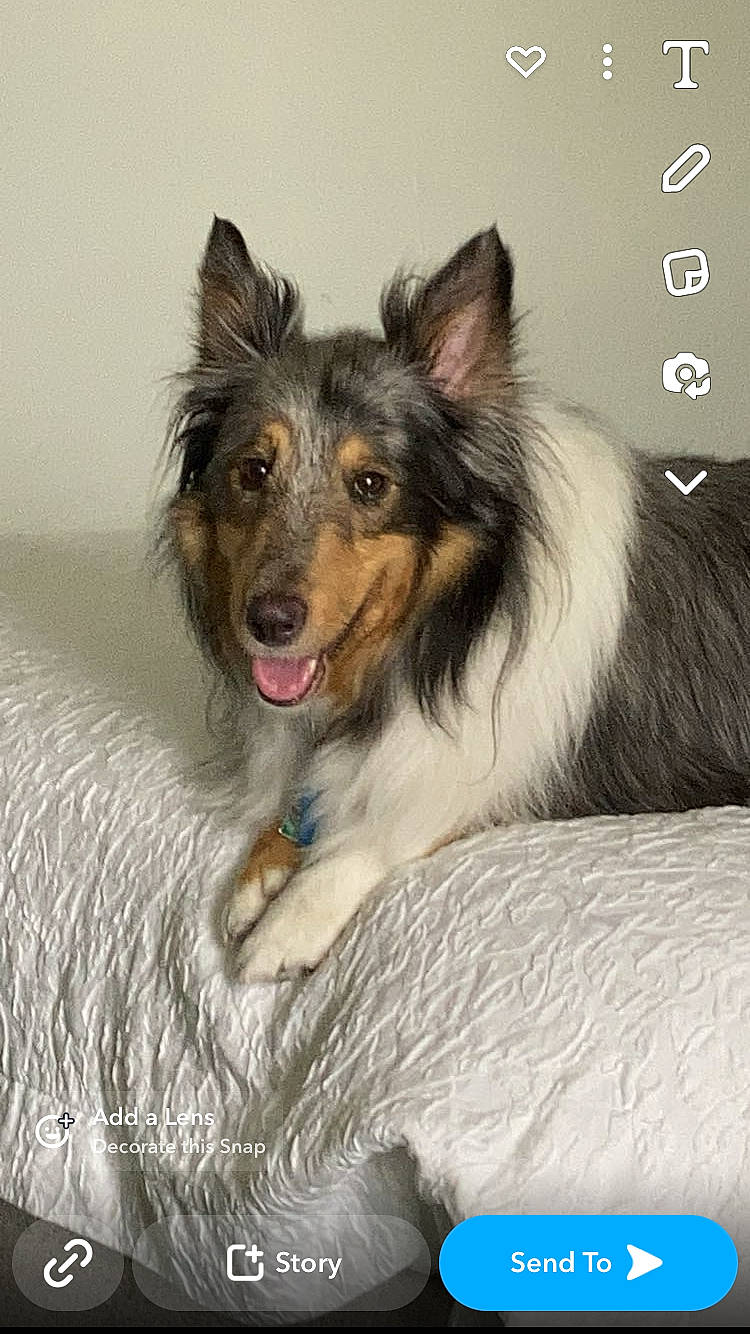 Luna is registered to the contest to win money with this photo: carnivore, companion_dog, dog, dog_breed, dog_supply, fur, herding_dog, jaw, snout, terrestrial_animal, whiskers, working_dog