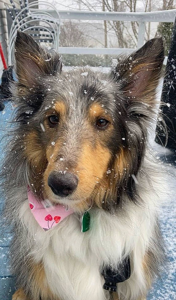 Luna is registered to the contest to win money with this photo: canidae, carnivore, collar, companion_dog, dog, dog_breed, dog_collar, dog_supply, ear, fur, herding_dog, plant, scotch_collie, snout, snow, sporting_group, whiskers, winter, working_animal, working_dog