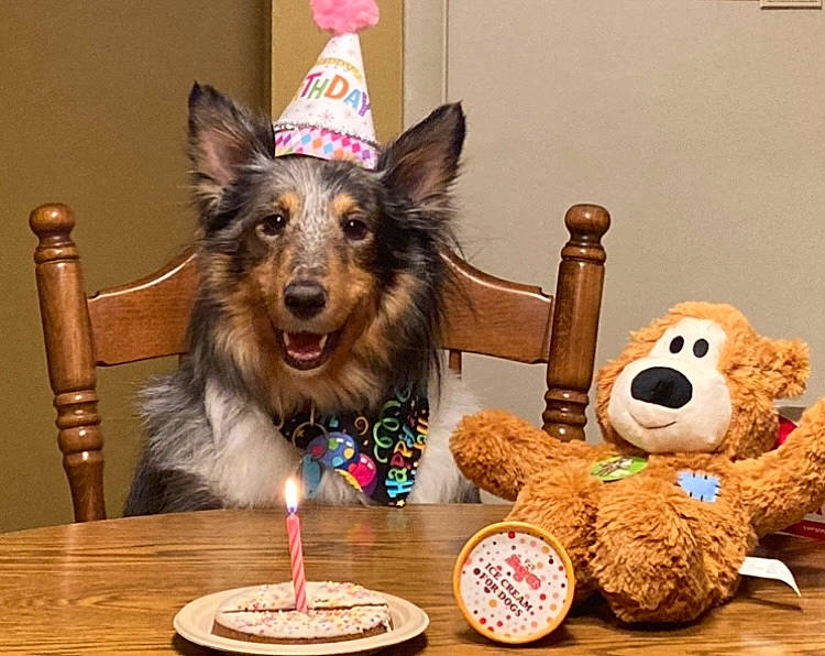 Luna joined the competition — help win amazing prizes! birthday_cake, birthday_candle, cake_decorating_supply, candle, carnivore, companion_dog, dog, dog_breed, dog_supply, food, mammal, party_hat, party_supply, plate, smile, sugar_cake, table, tableware, teddy_bear, toy