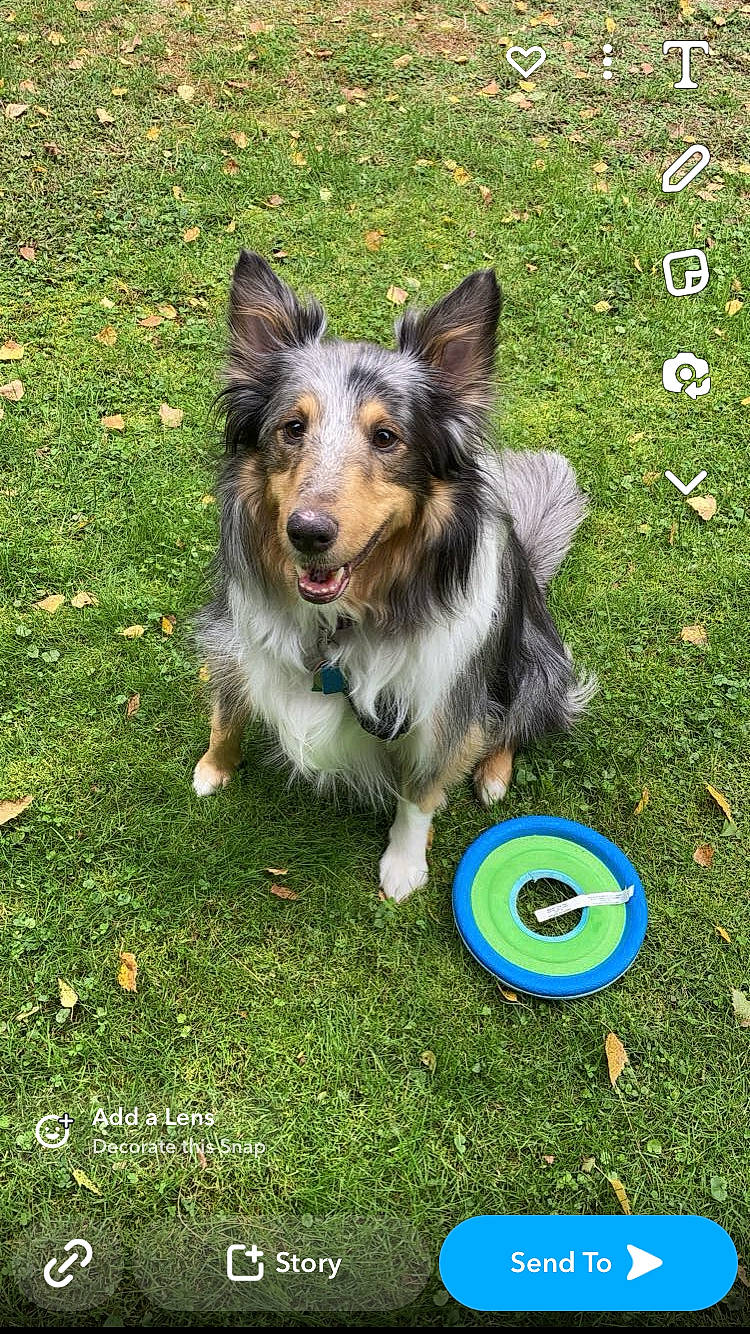 Luna joined the competition — help win amazing prizes! ball, canidae, carnivore, companion_dog, dog, dog_breed, dog_supply, grass, groundcover, herding_dog, logo, plant, recreation, sporting_group, sports_equipment, sports_toy, toy, working_dog
