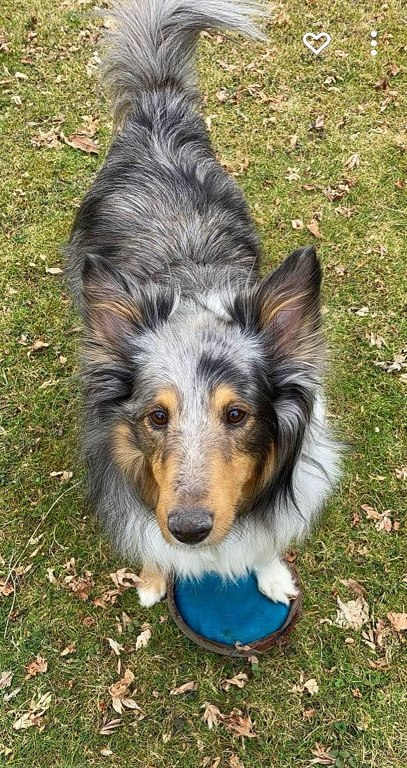 Luna is registered to the contest to win money with this photo: carnivore, companion_dog, dog, dog_breed, fur, grass, herding_dog, plant, snout, sporting_group, terrestrial_animal, whiskers, working_dog